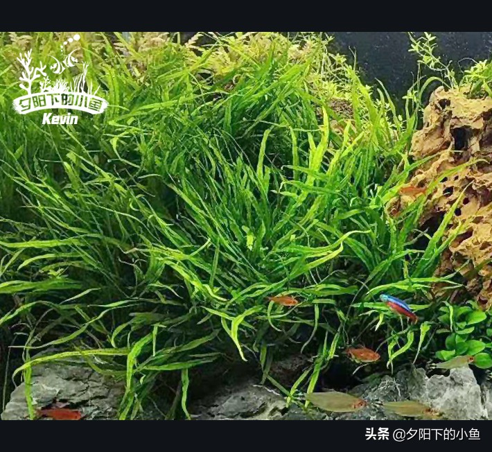 种水草需要水草泥还是水草沙,什么水草不需要水草泥或者沙