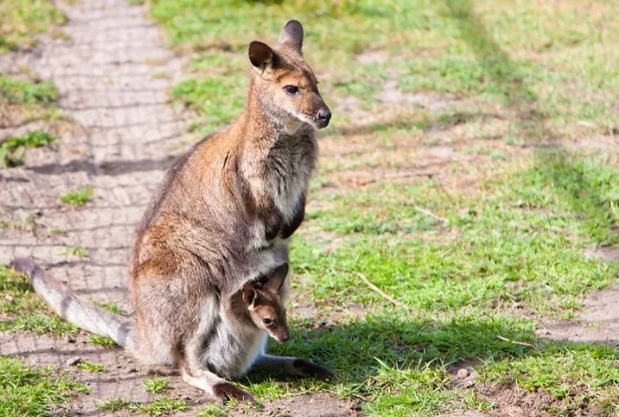 有袋类动物有哪些科,有袋类动物幼儿科普