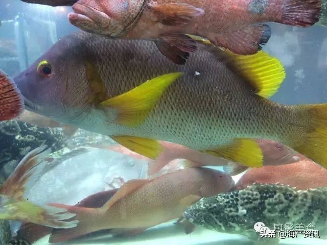 这些诱人的美食你吃过吗,世界上顶级海鲜大全你吃过几种