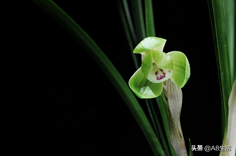 春兰名品兰花,春兰兰花名品图鉴