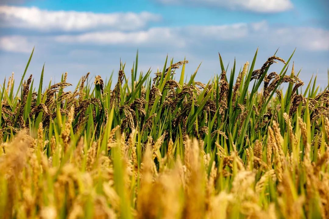 农产品盈利技巧,农产品怎么做才赚钱快