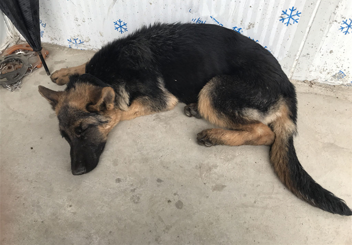 幼犬细小心肌炎的症状,小狗肺炎呼吸急促应该怎么缓解