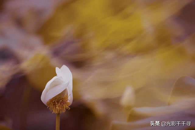 教你怎么拍出漂亮的荷花,摄影如何拍出荷花的感觉