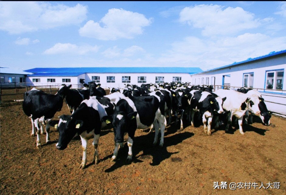 中国奶牛乳房炎的发病情况,奶牛乳房炎症状有哪些