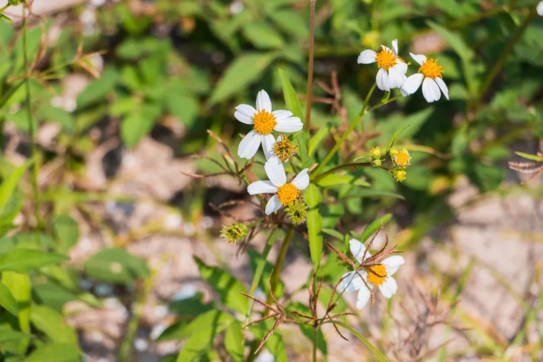 深圳少见的“十里银滩”，美到无边