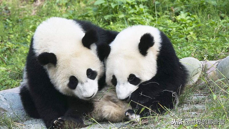 国内的大熊猫需要租赁吗,大熊猫在国外租一年需要花多少钱