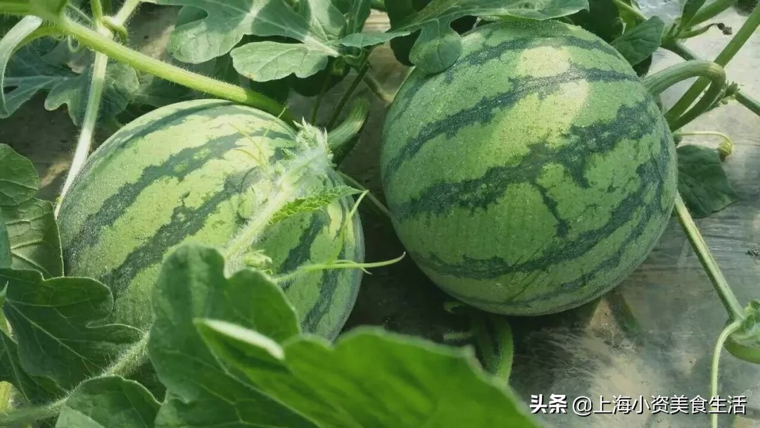 上海人的消费习惯,当代上海人的饮食习惯