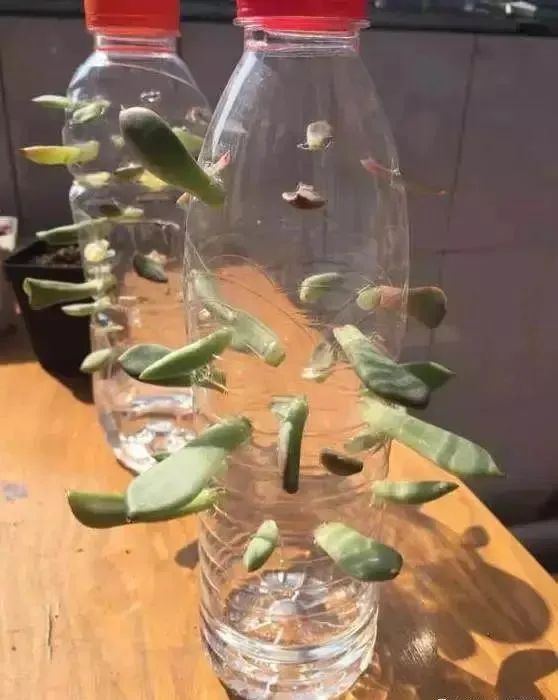 如何利用废弃的塑料瓶养花,可乐瓶养花神器