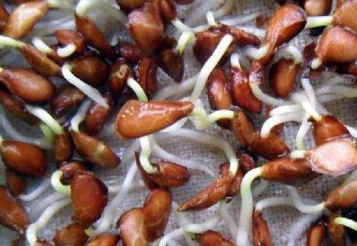 芽苗菜的种植技术香椿,香椿芽苗菜种植技术与管理视频