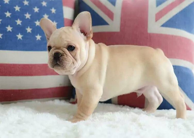 新手法斗到底如何养,法斗有多可爱就有多难养