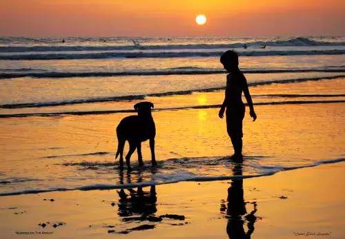 两组数据对比筛查,犬瘟检测两次结果不一样