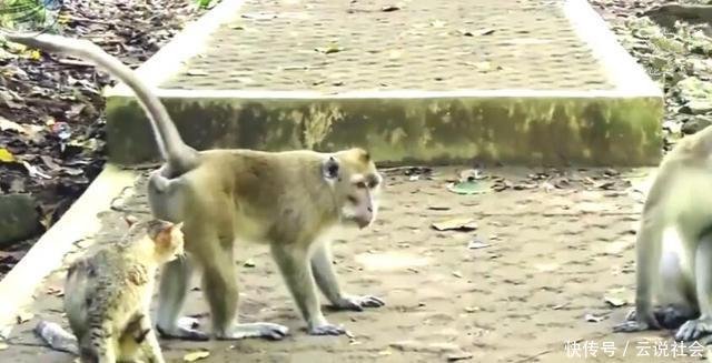 母猫钻到黑的地方是要生了吗,母猫掉进猫窝里