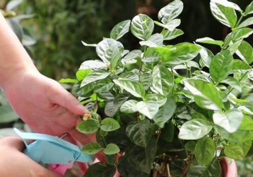 养花中出现小黑飞蚊怎么消除,养花有小黑飞怎么办