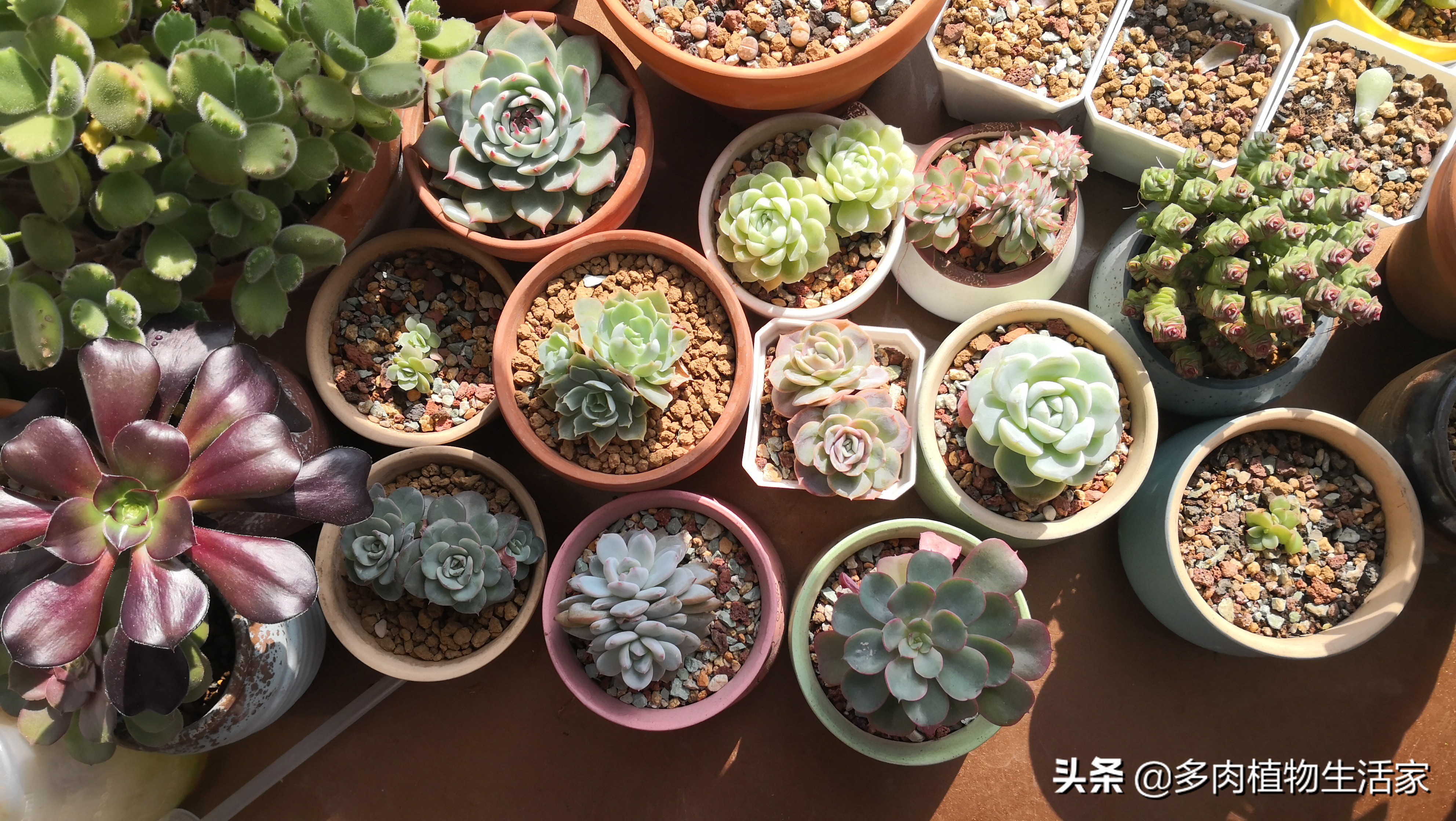 生石花多肉多久蜕皮,多肉生石花种子发芽过程