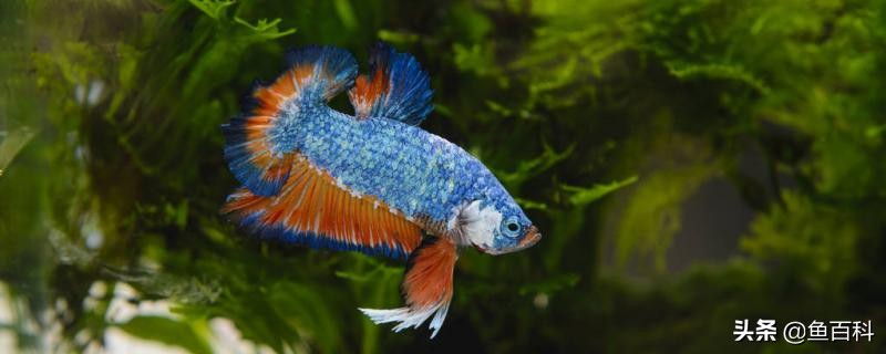 饲养泰国蓝蝶斗鱼的方法,泰国将军斗鱼饲养