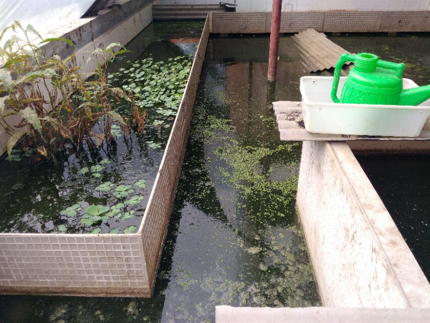 养殖宠物龟,自家养殖龟好养又挣钱繁殖快