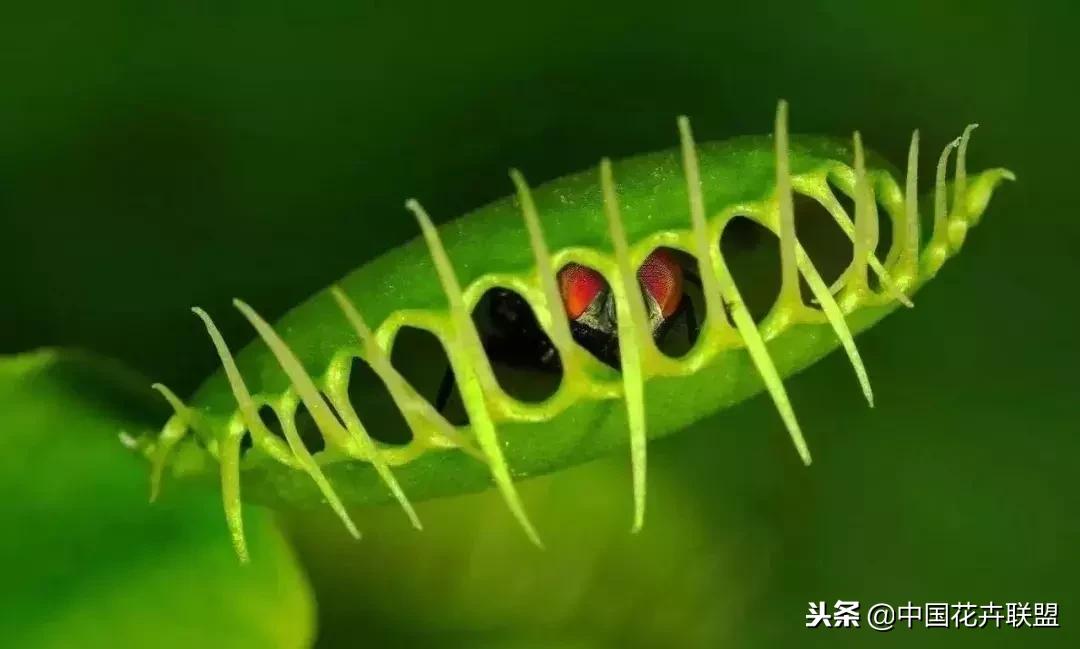 打翻了调色盘的花,打翻了调色盘的美景