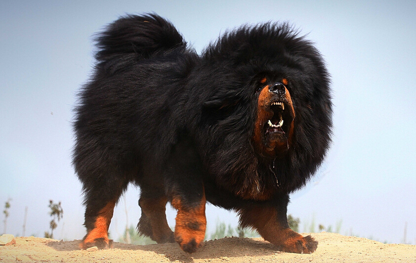 公认十大最好养的狗中型犬,狗界无攻击性的三大犬