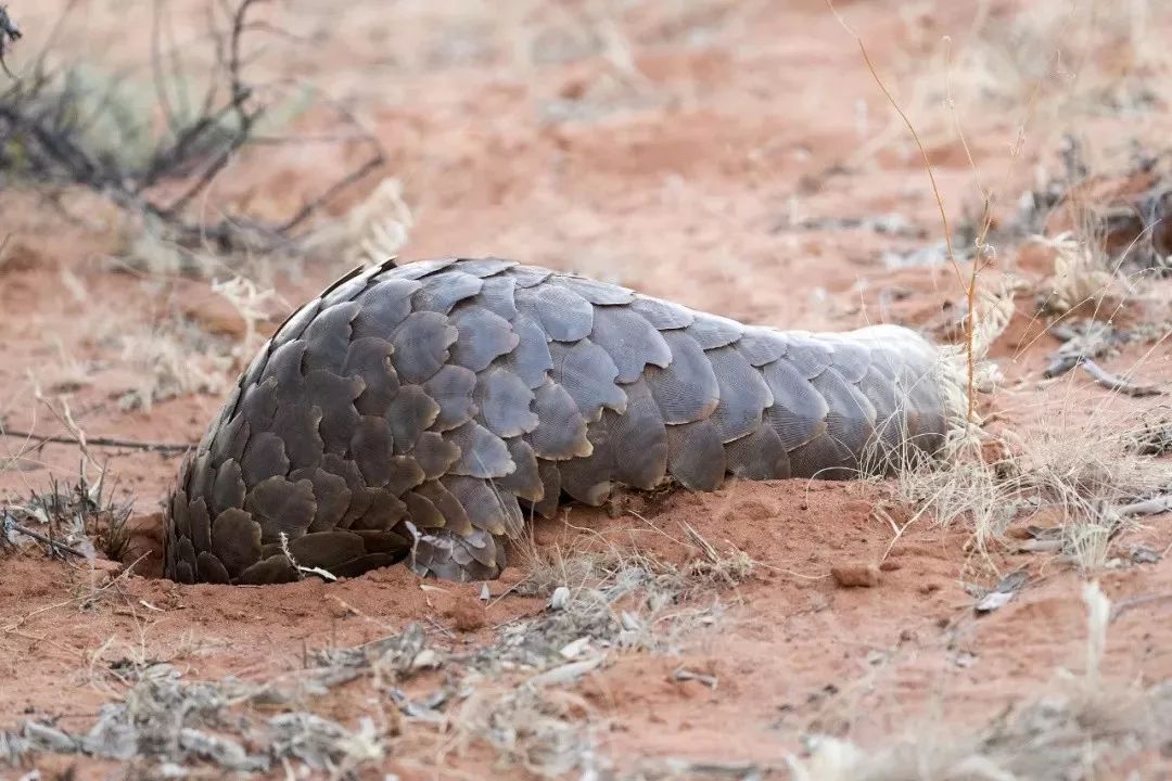 没有买卖就没有伤害的出处,没有买卖就没有伤害动物