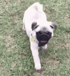 巴哥犬的9大优缺点,巴哥犬优点真不少