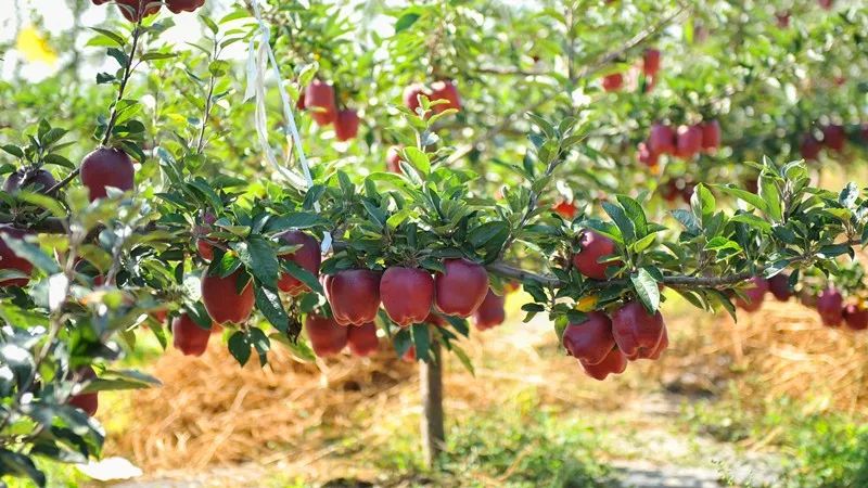 陇南市苹果代言,陇南礼县苹果代言
