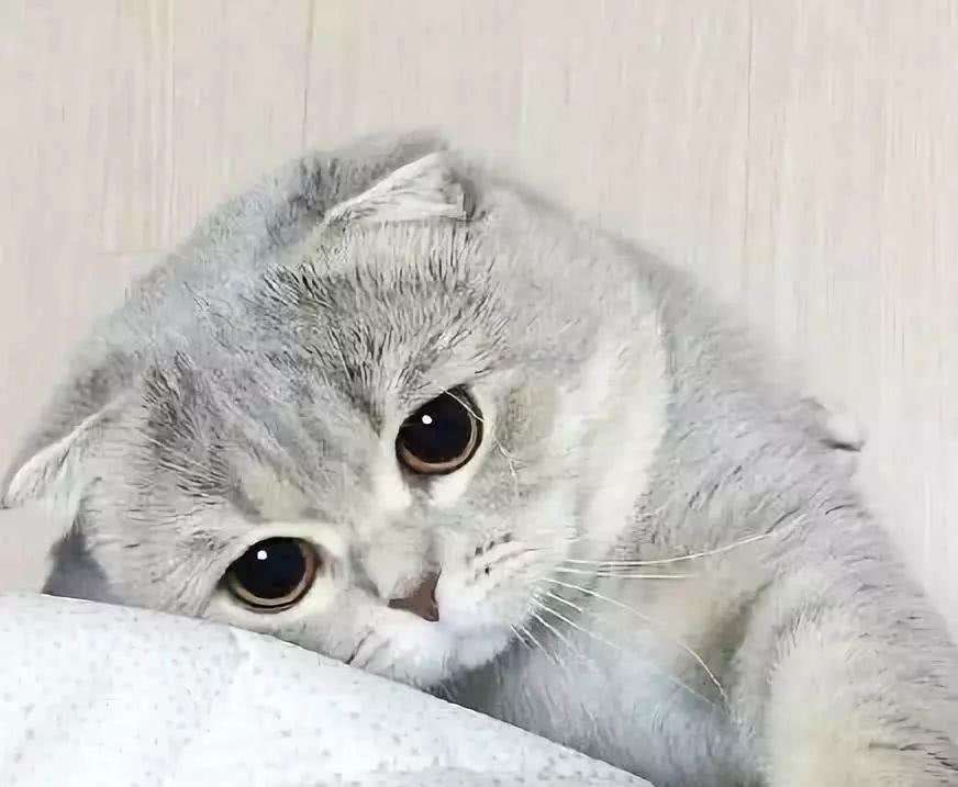 买猫好难,买猫最忌讳什么