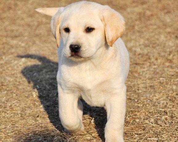 土狗怎么挑选狗王,六个小土狗如何挑狗王