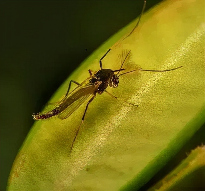 天冷了！成群小虫入室蹭暖气…
