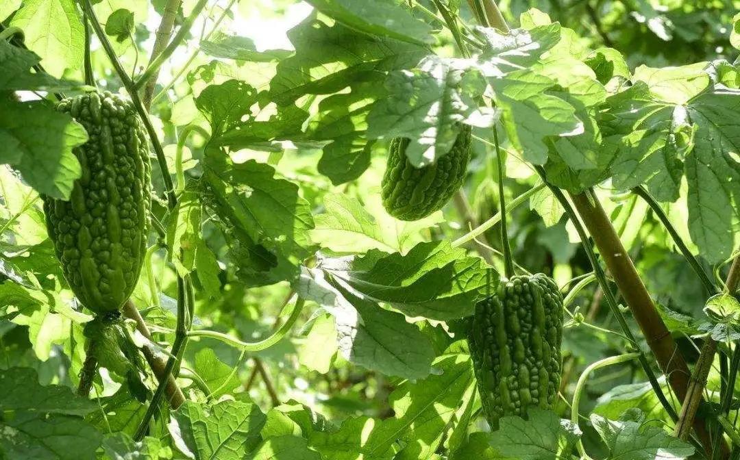 2022年野生菌什么时候大量上市 (山里的野菌样品及价格)