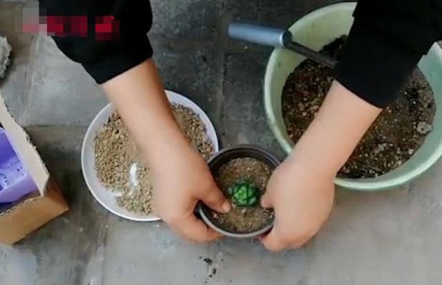 多肉长不大怎么修剪,多肉小苗移盆怎么配土