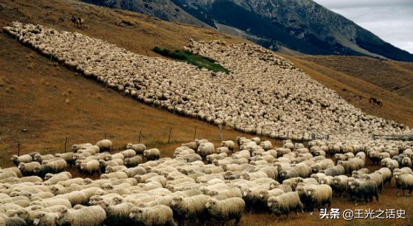 牛羊比人多十倍的新西兰，是如何成为世界前十的发达国家的？