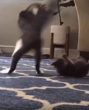 无法领养残疾猫,有些流浪猫不适合领养