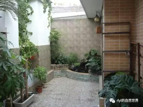 最好养的半水龟排行,半水龟饲养环境简单