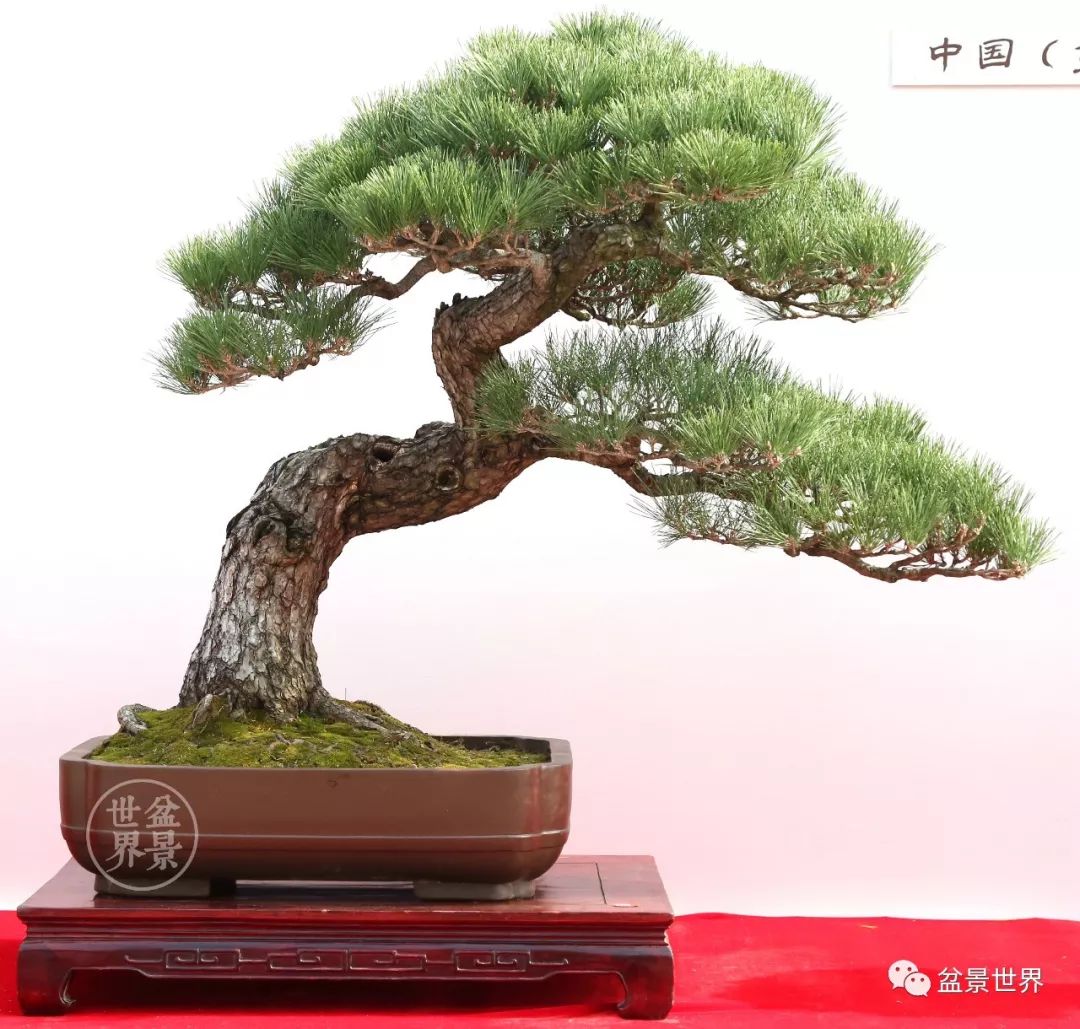 不可多得的黑松盆景素材,富贵大气的盆景有哪些