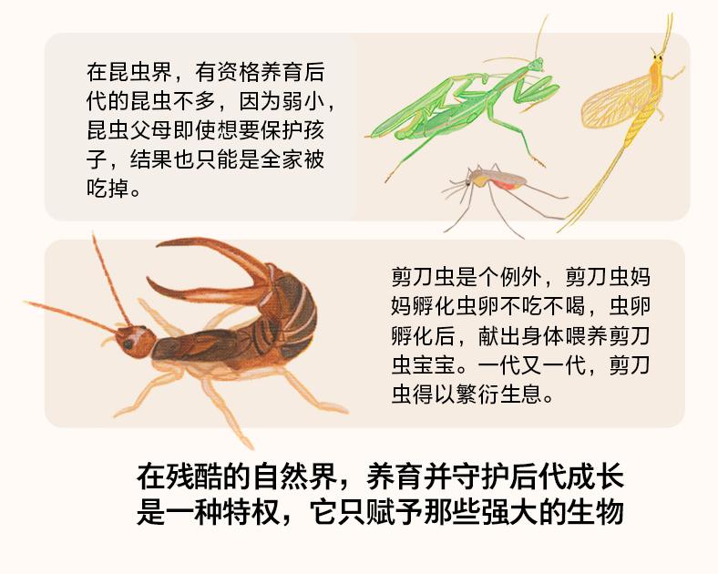 日本动物感人书籍,动物生死书