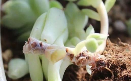 养花黑腐怎么处理,多肉黑菌病怎么治疗