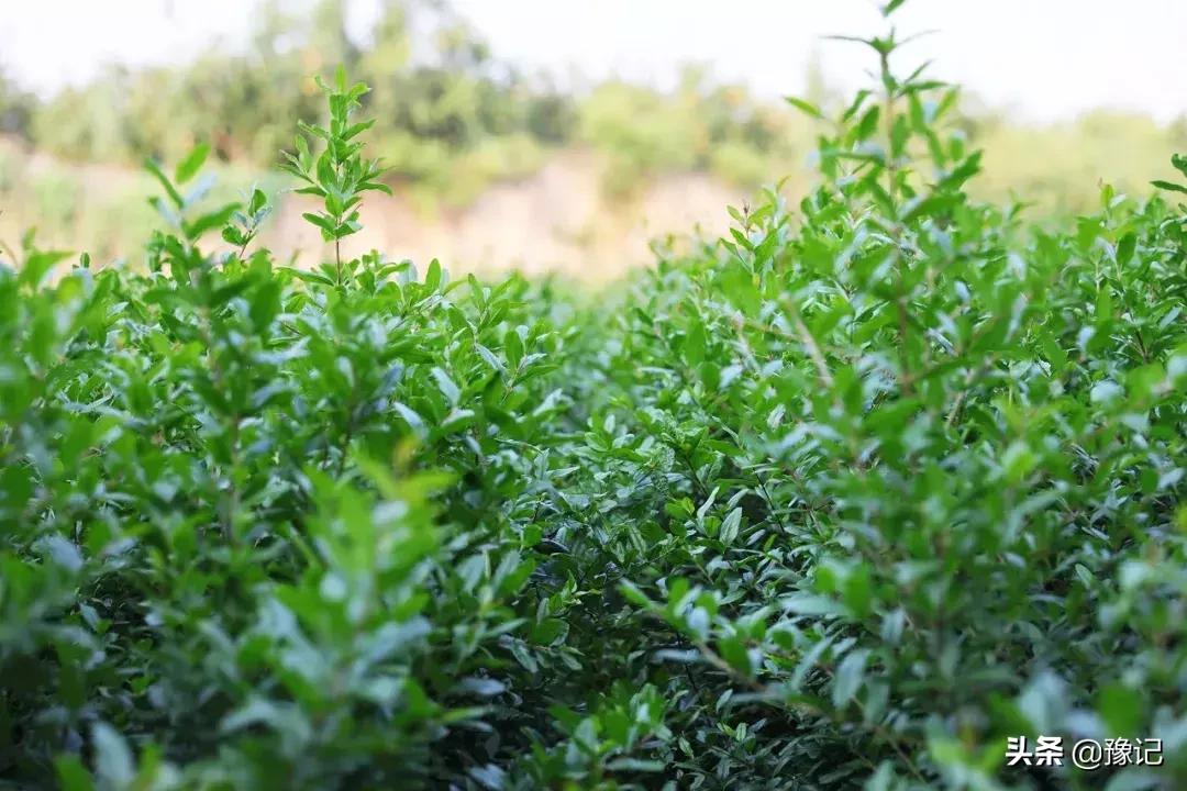 郑州软籽石榴哪个好吃又甜,在中国哪个地方的软籽石榴最出名