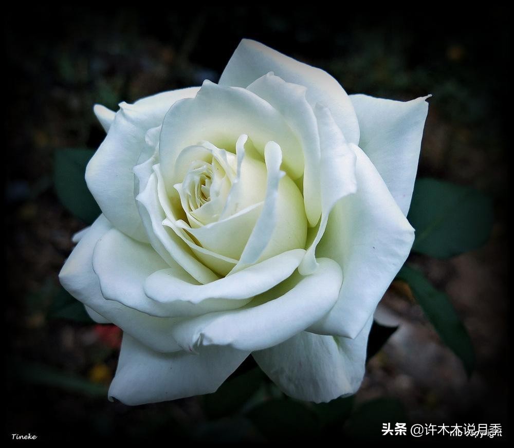 大花月季名贵月季十大品种,月季大花浓香好养的品种