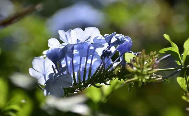 年轻人需要梦想的句子,年轻时有梦想的句子