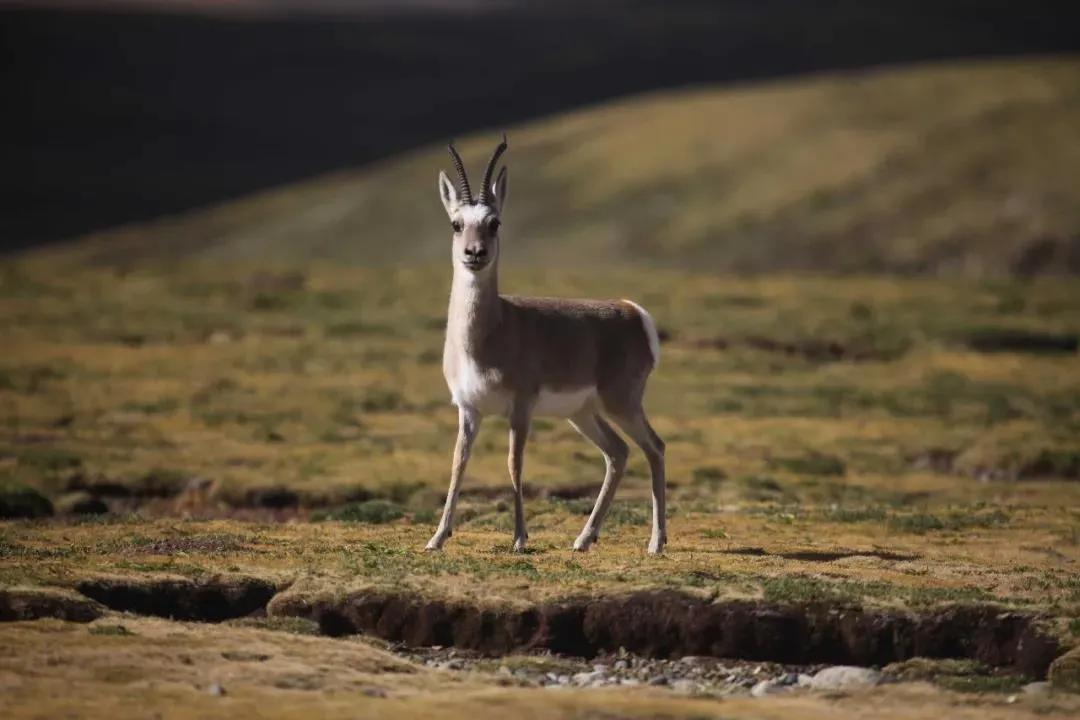 丝路甘孜川西秘境纪录片,丝路甘孜康藏秘境第五站