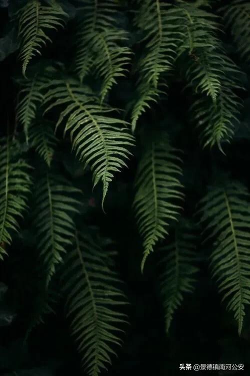 不觉夏已深故人相念否感言,忽觉夏已深诗句