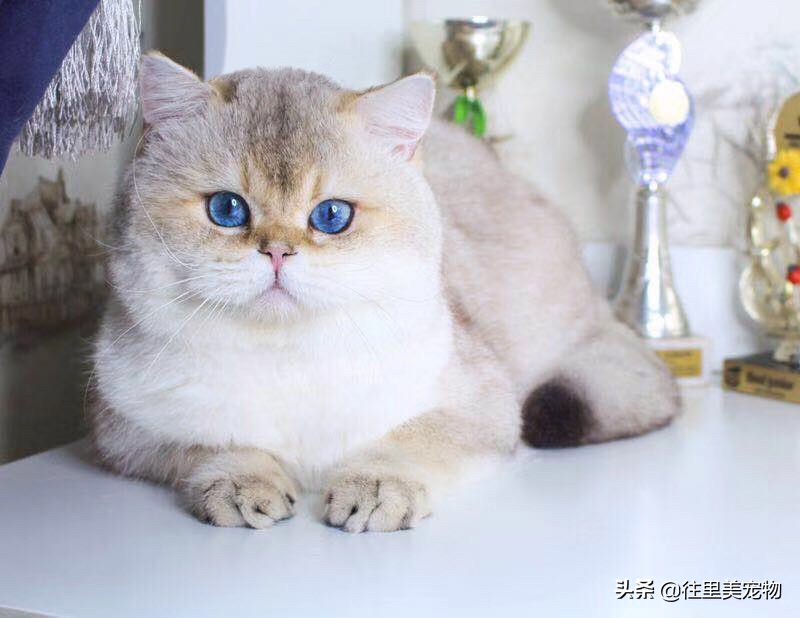 英国短毛猫银渐层图片大全,金渐层猫咪是短毛猫吗