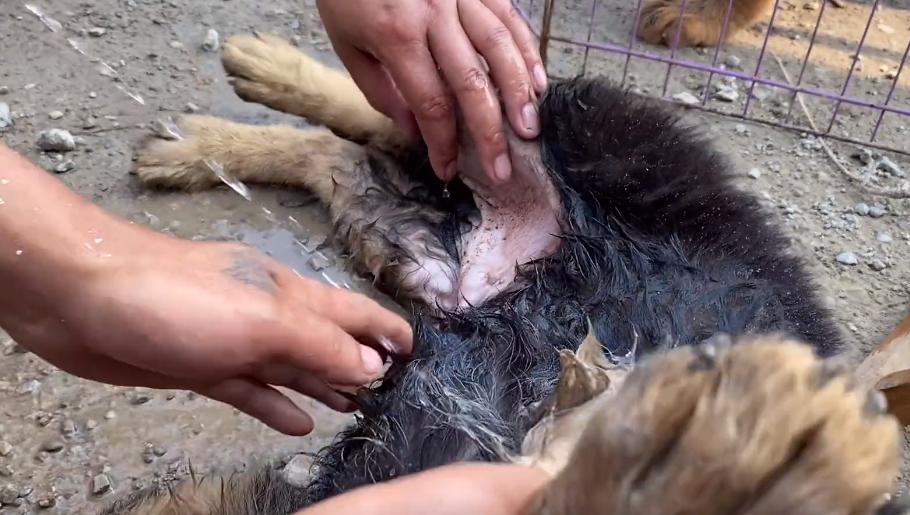 小德牧中暑,德牧幼犬中暑反应