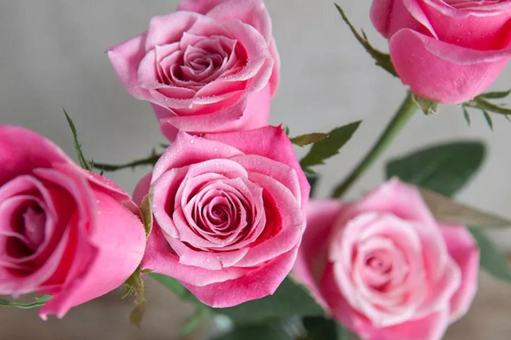 一篇文章带你认识三亚40种花,鲜花图鉴一次性认识30种玫瑰花