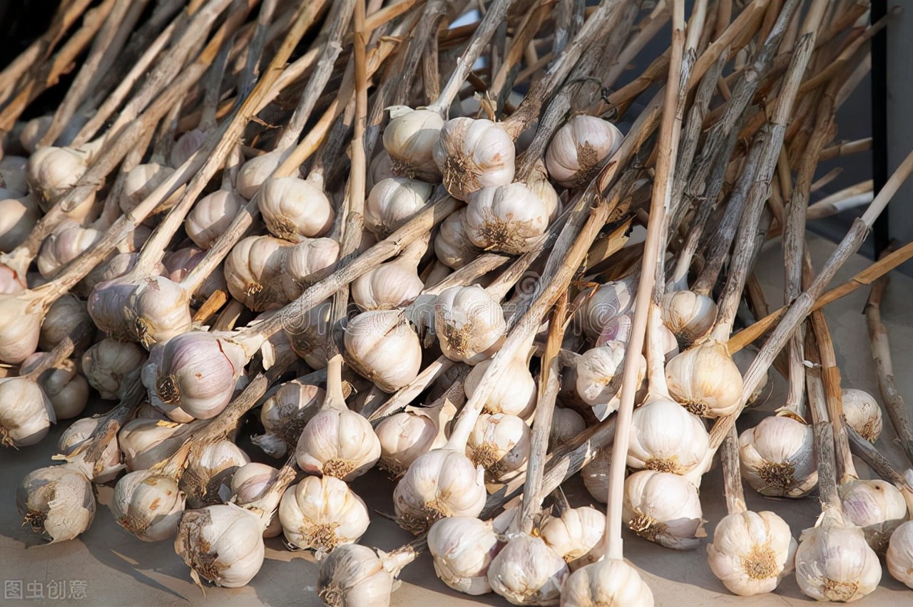大蒜出现面包蒜的原因,大蒜出现面包蒜应该怎么办