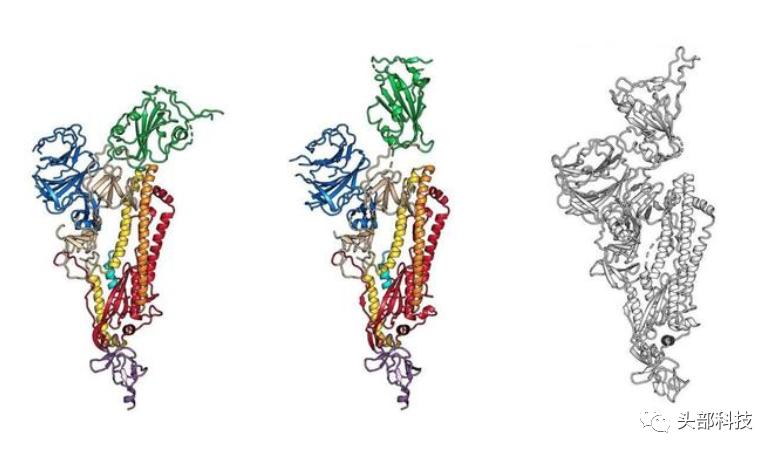 羊驼体内有新冠抗体是真的吗,羊驼真的可以抗击新冠病毒吗