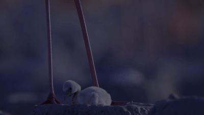 豆瓣netflix电影,bbc地球奇观纪录片