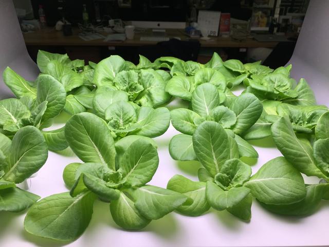 无土栽培水培过程,简单的无土栽培方法