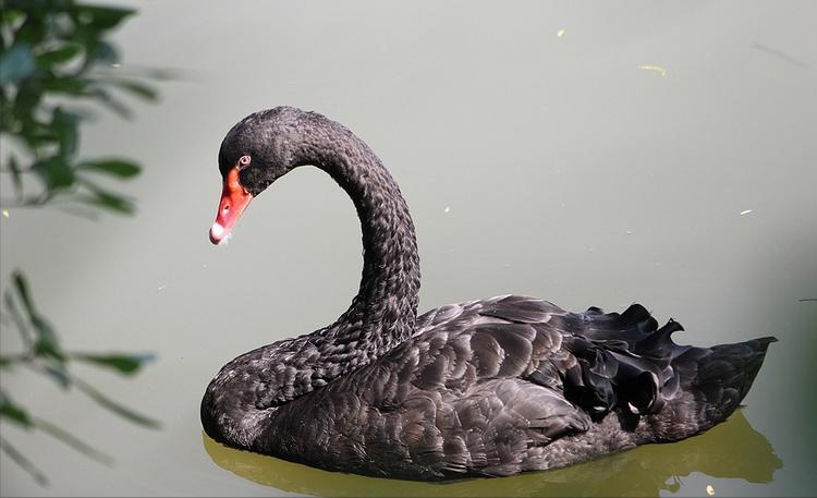 澳大利亚冷知识，独特的动物，你知道几个？