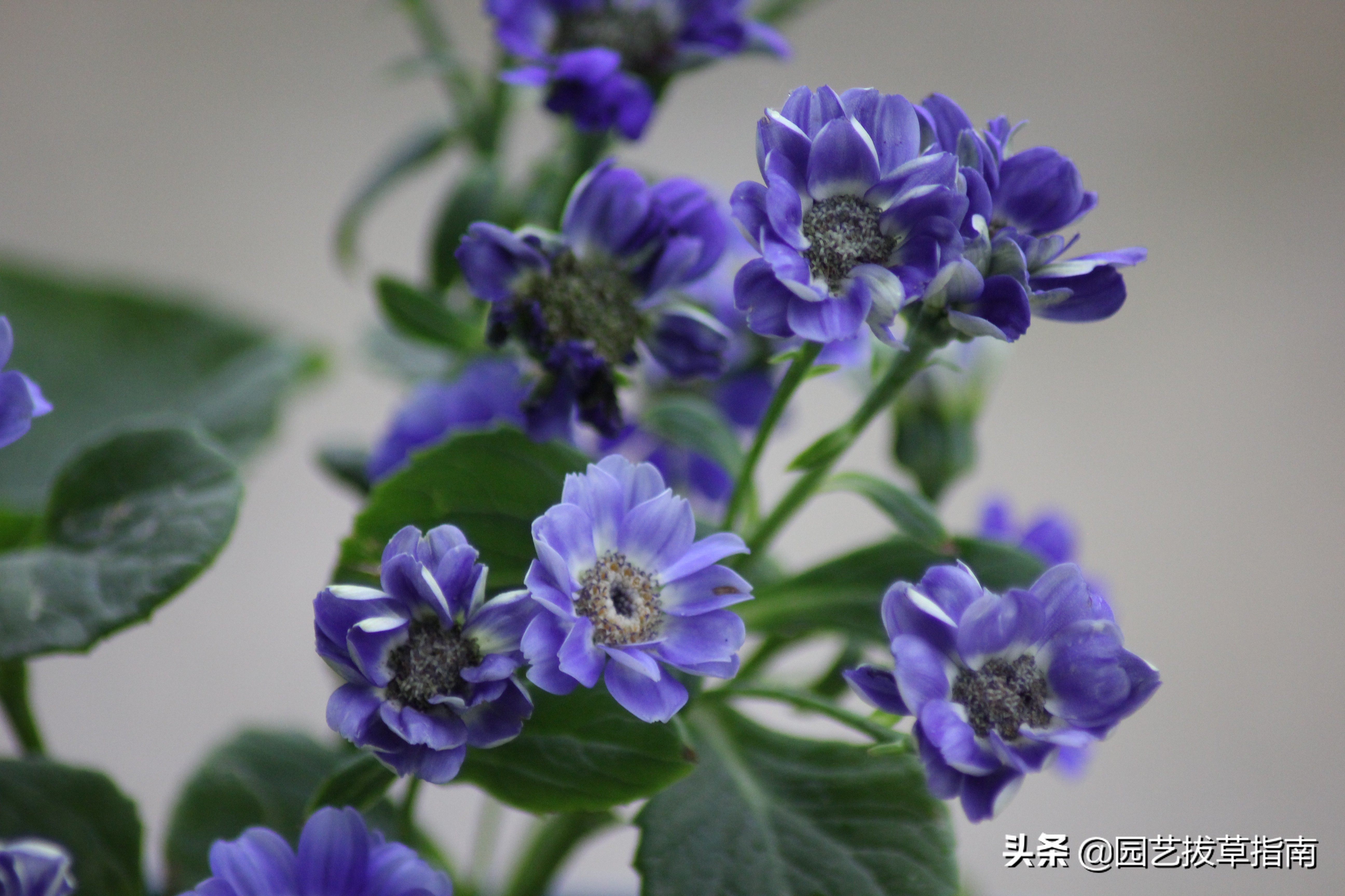 辽宁瓜叶菊种植基地,瓜叶菊生长过程